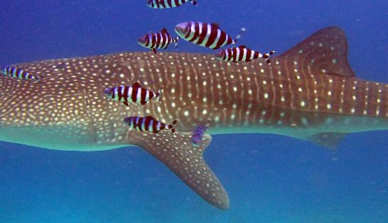 Requin baleine aux Maldives