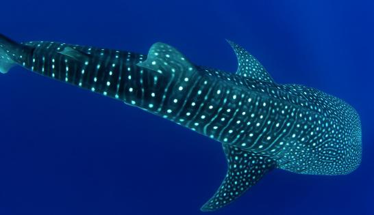Requin baleine de F. Dudenhofer